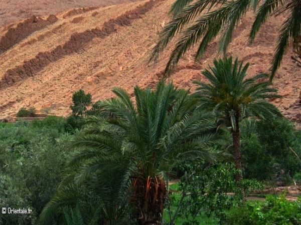 Sahara verdoyant Sahara verdoyant