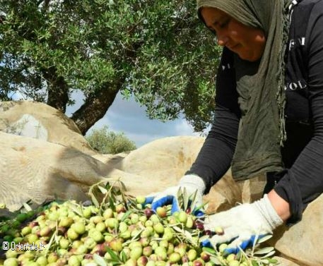 Oléicultrice agricultrice Bouira (Kabylie) Oléicultrice agricultrice Bouira (Kabylie)